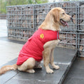Charger l'image dans la visionneuse de la galerie, Golden retriever wearing red insulated dog winter coat outdoors near stone fence