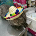 Load image into Gallery viewer, Gray cat wearing woven Mexican style straw hat with rainbow trim sitting on metal surface