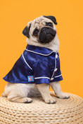 Load image into Gallery viewer, Small pug dog wearing navy blue silky pajama shirt with white piping sitting on woven mat