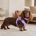 Load image into Gallery viewer, A dachshund wearing a lavender purple harness and leash, standing on a light beige carpet in a modern indoor setting.