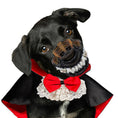 Charger l'image dans la visionneuse de la galerie, Black dog with short fur wearing a black and red vampire cape with lace collar and red bow tie, plus vampire teeth muzzle