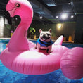 Cargar la imagen en la vista de la galería, White French Bulldog happily sitting on large pink inflatable swan wearing blue shark fin life jacket