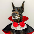 Charger l'image dans la visionneuse de la galerie, Doberman dog wearing a black and red vampire cape with lace collar and red bow tie, and a scary vampire teeth muzzle