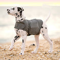 Load image into Gallery viewer, Dalmatian dog wearing heather gray anxiety relief vest on the beach