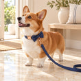Load image into Gallery viewer, Red-and-white corgi wearing an indigo denim collar and bow with a matching leash in a cream entryway