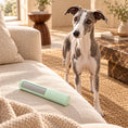 Load image into Gallery viewer, Blue-and-white whippet beside a cream sofa with a mint reusable pet hair remover resting on its fabric seat.