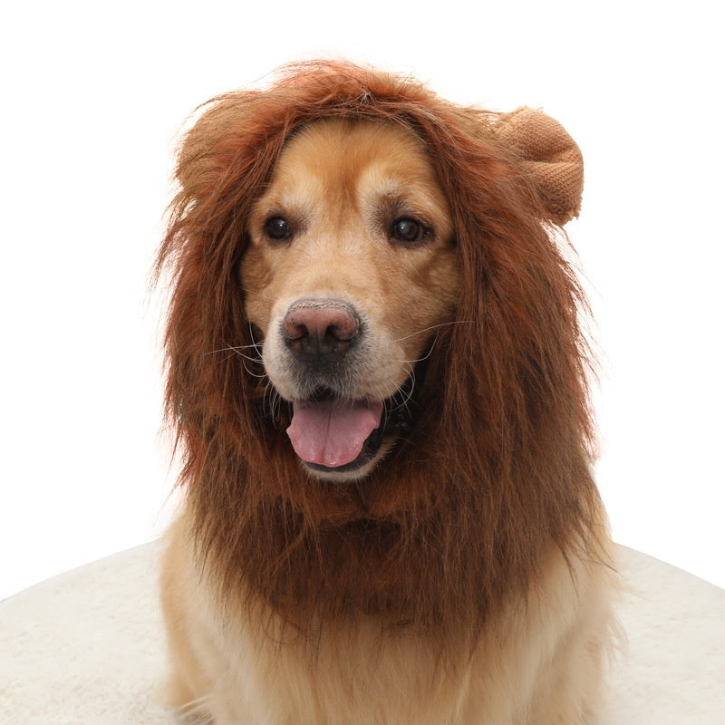Close-up front view of golden retriever in brown lion mane pet hat