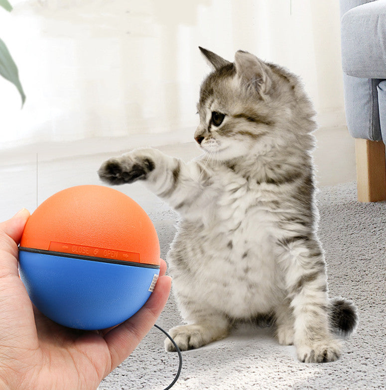 Close-up of hand holding orange and blue ball toy while gray tabby kitten paws at it