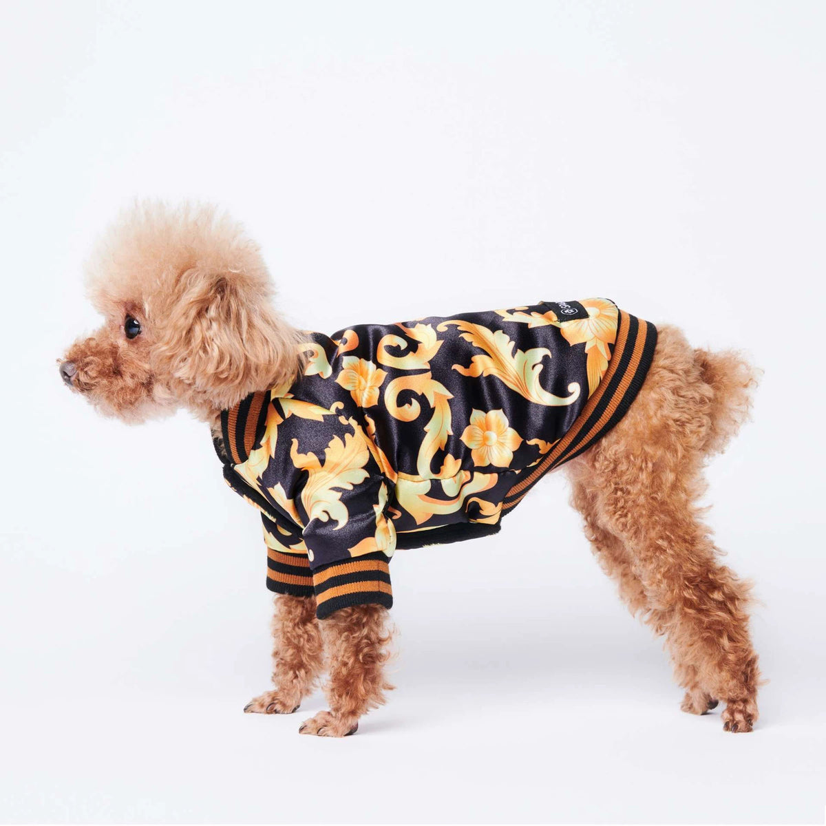 Toy Poodle standing sideways in black and gold cotton dog coat with ribbed cuffs