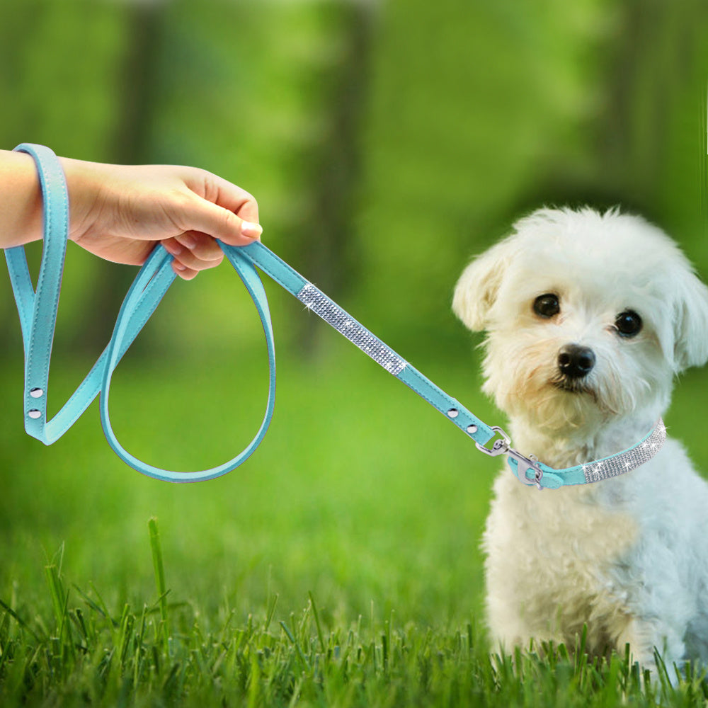 Blue crystal dog leash held by hand with small white dog wearing matching collar on grass