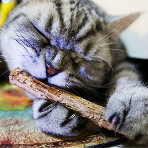 Close-up of a tabby cat chewing a natural Matatabi stick with eyes closed in enjoyment