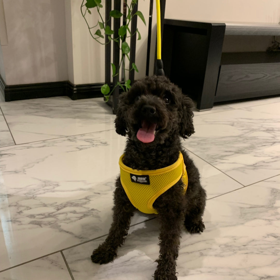 Black poodle wearing yellow mesh harness attached to yellow leash indoors