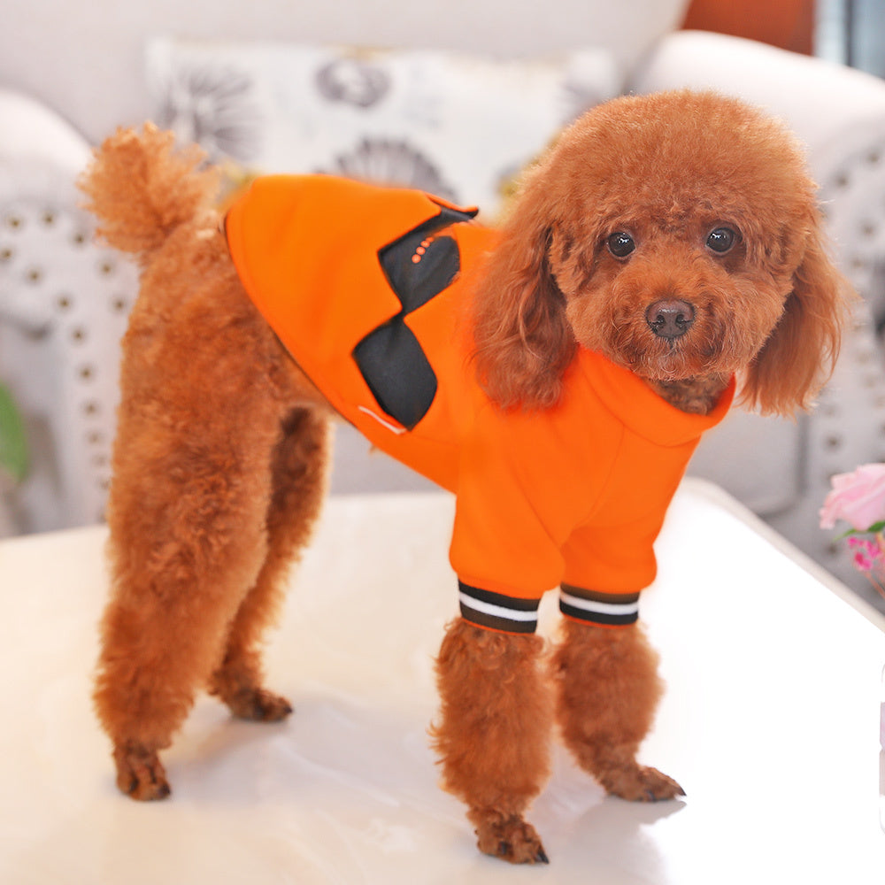Small brown poodle standing indoors wearing bright orange pumpkin sweater with black zigzag