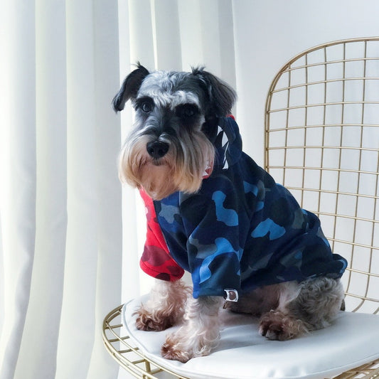 Small dog wearing a blue and red camouflage color block hoodie sitting on a gold wire chair with a white cushion