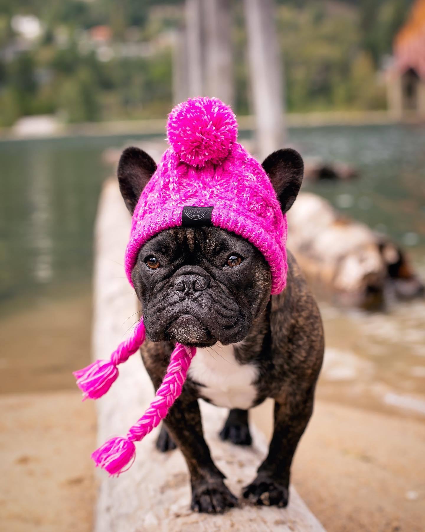 Wool Ball Thermal And Windproof Puffy Ball Knitted Dog Hat