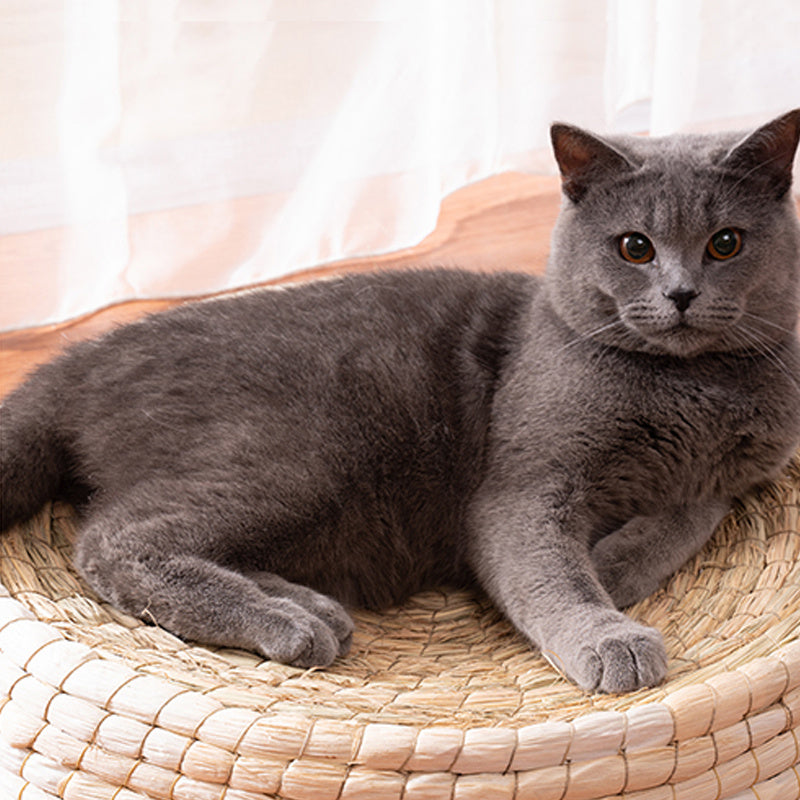 Close-up of a gray cat relaxing inside the natural straw cat bed with raised edges