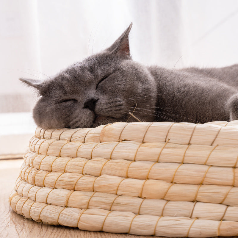 Sleeping gray cat cuddled up in the cushioned edge of a handwoven straw cat bed