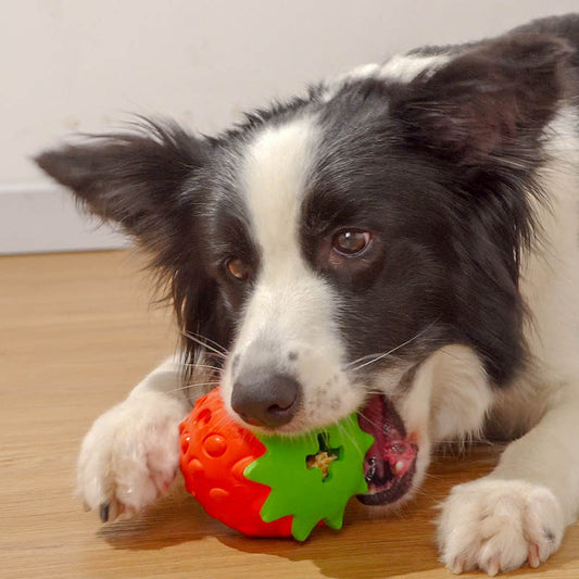 Black and white dog biting orange and green fruit-shaped rubber toy
