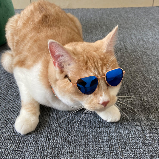 Orange and white cat wearing blue lens aviator-style metal sunglasses