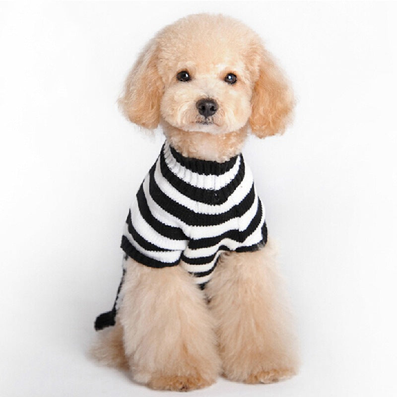 Small dog facing forward wearing black and white striped sweater sleeves with skull patterned body