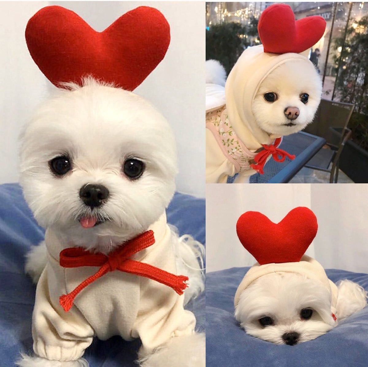 Small white dog in cream hoodie with large red heart on hood, shown in three different poses indoors
