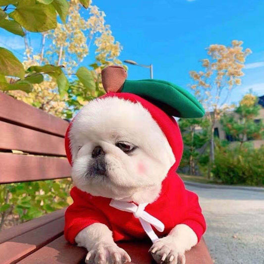 Small dog wearing a red apple hoodie sitting on a bench outdoors with colorful fall foliage in the background