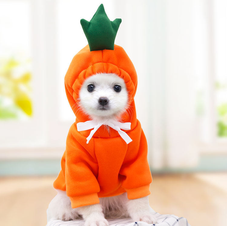 Small dog wearing an orange carrot hoodie with green leaf stem, posing indoors in a bright room