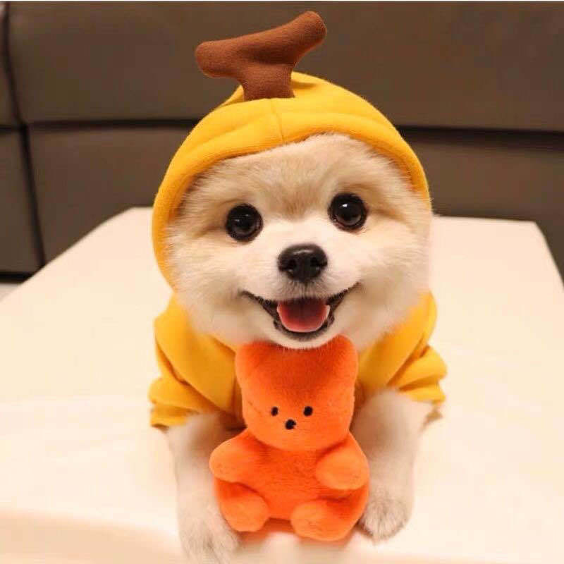 Smiling small dog wearing a yellow mango/fruit hoodie holding a matching orange plush toy indoors