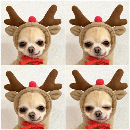 Multiple angles of small dog wearing a brown reindeer hoodie with antlers and red nose on the hood
