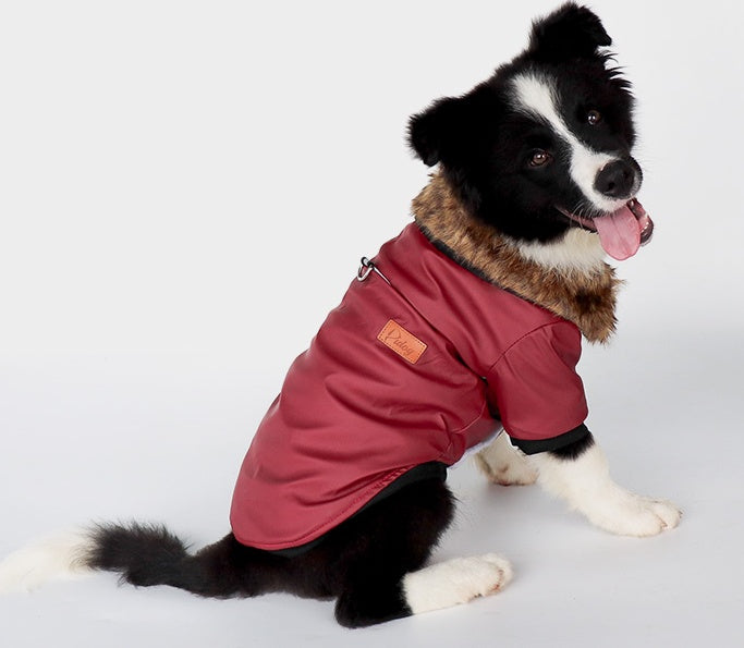 Black and white dog wearing red PU leather jacket with faux fur collar, looking back with tongue out