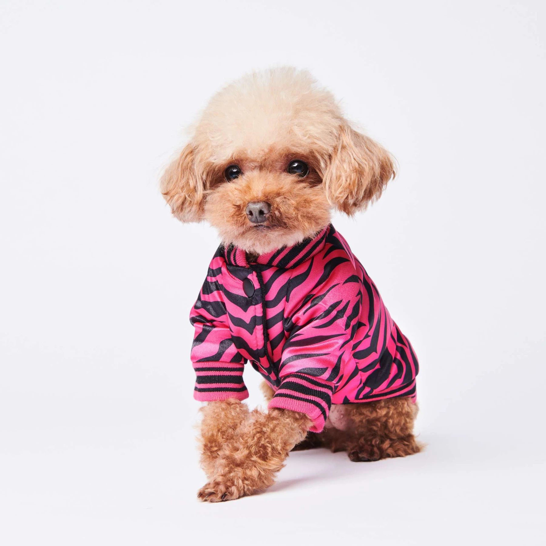 Hot pink zebra dog jacket