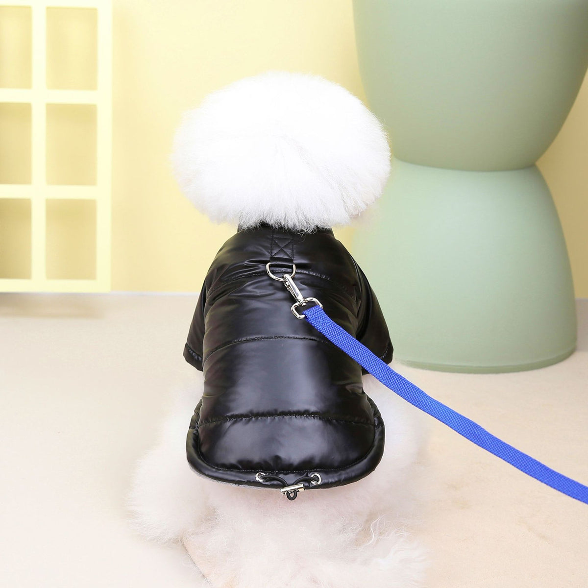 Small white fluffy dog wearing black waterproof padded dog jacket shown from the back attached to a blue leash