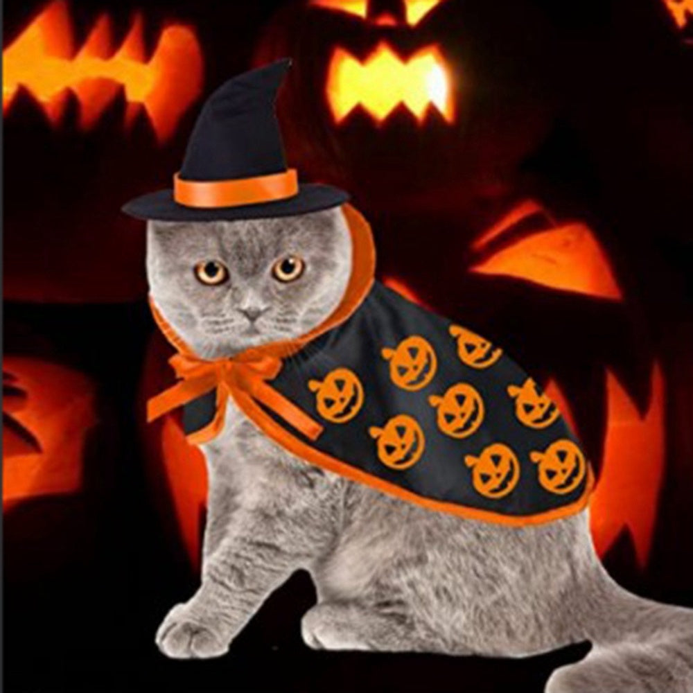 Gray cat in Halloween witch hat and pumpkin pumpkin-patterned cape with glowing jack-o'-lanterns backdrop