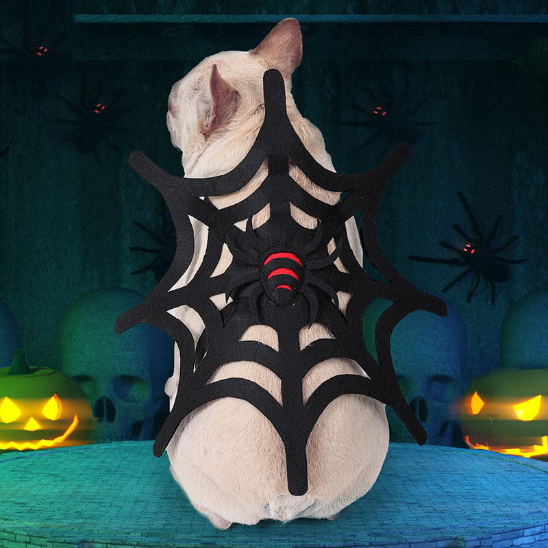 Small beige dog wearing black spider web costume with red spider detail, photographed against dark Halloween backdrop with glowing pumpkins