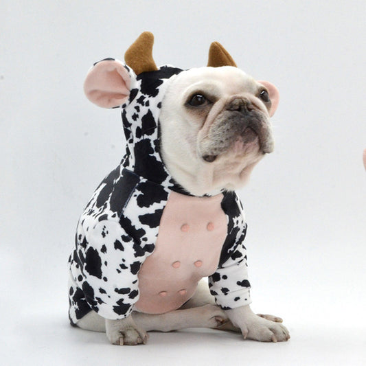 French Bulldog wearing a soft velvet cow costume with black and white spots, brown horns, and pink belly sitting on a white background