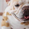 Load image into Gallery viewer, Pet Cute Thick Warm Corduroy Bottoming Shirt
