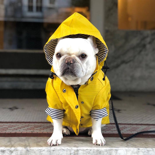 Imperméable pour chien Vêtements pour animaux de compagnie Vêtements pour chien Eau de pluie