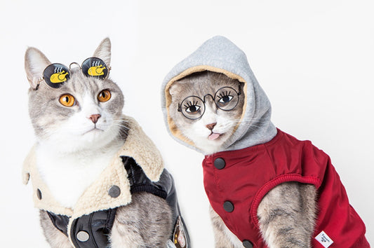 Two cats sitting side-by-side; one wearing chicken leg sunglasses and a shearling jacket, the other wearing cartoon eye glasses and a red hooded jacket