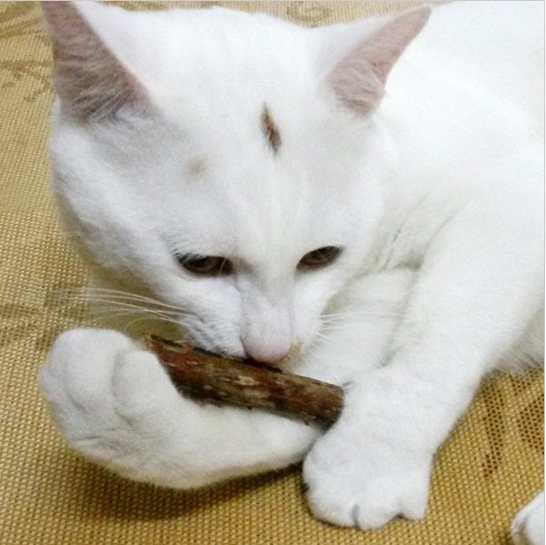 White cat holding and chewing a Matatabi stick while lying on a woven mat