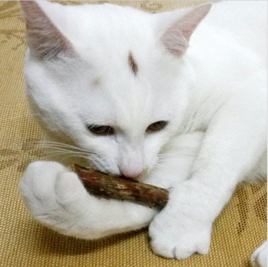 White cat holding and chewing a Matatabi stick while lying on a woven mat