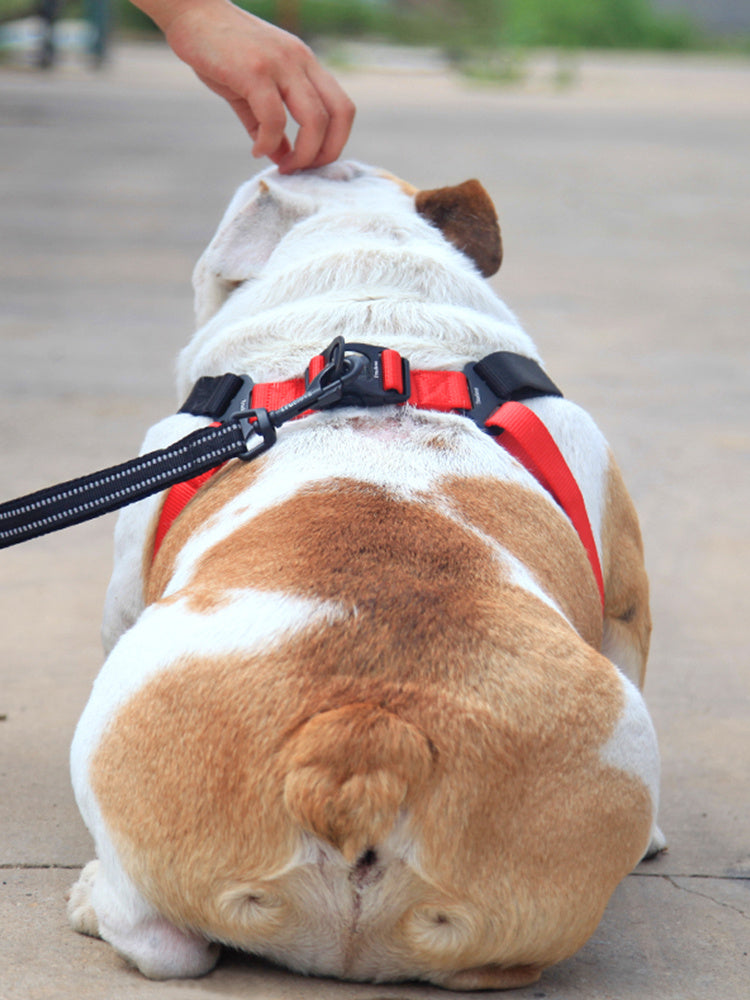 Bulldog wearing red and black harness leash sitting on a sidewalk