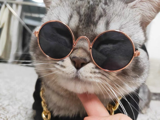 Grey tabby cat wearing round black sunglasses, close-up front view