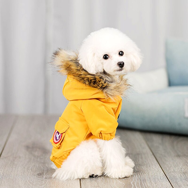 Small white dog sitting wearing yellow winter coat with faux fur trim hood