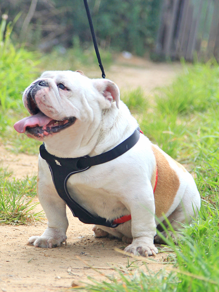 Happy bulldog wearing black harness leash outdoors on grassy path