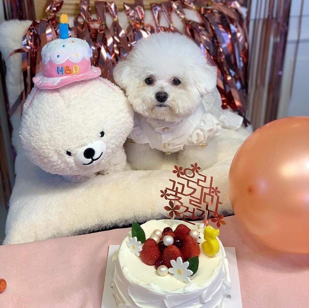 Pink Plush Dog Cake Hat