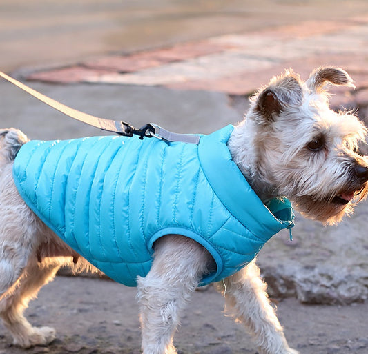 Small dog wearing bright blue quilted lightweight nylon jacket walking outdoors on leash