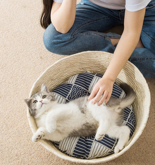 Cat lying comfortably in rattan bed with blue and white cushion, person petting cat