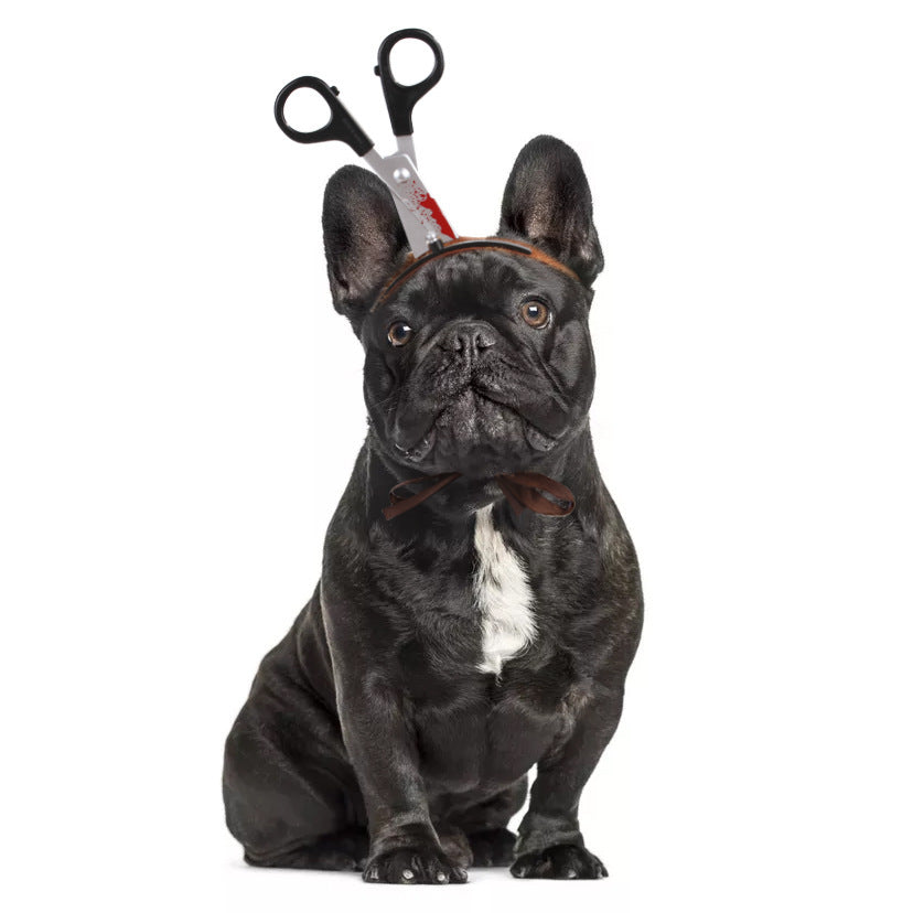 Fawn pug wearing bloody saw headband with tongue out