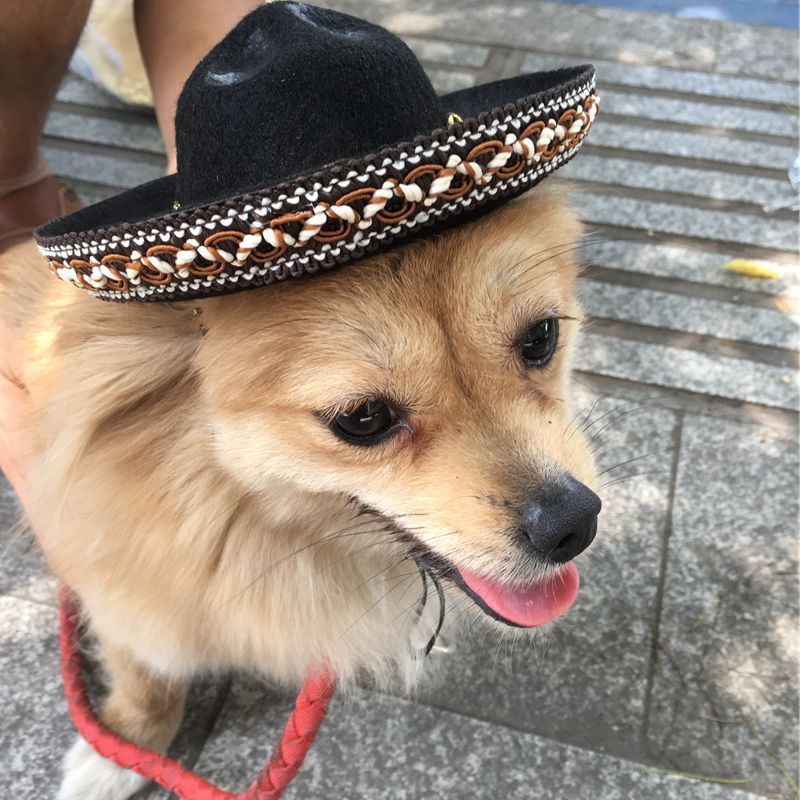 Mexican style dog hats
