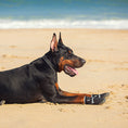 Load image into Gallery viewer, Doberman dog lying on sandy beach wearing black protective dog boots
